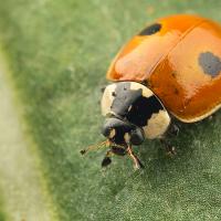 Two Spot Ladybird 